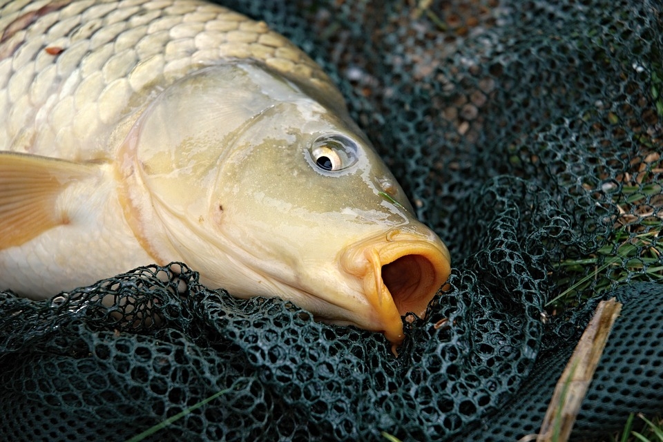 best carp fishing landing nets