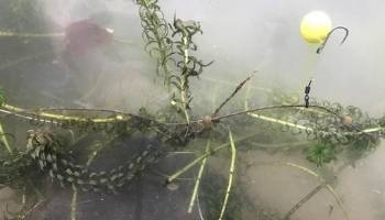 carp fishing rigs for beginners - Chod - Step 7
