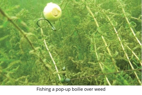 carp rigs for beginners- fishing a pop up over weed