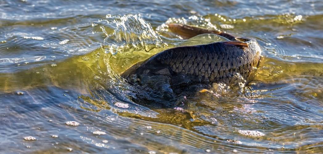 When do carp spawn