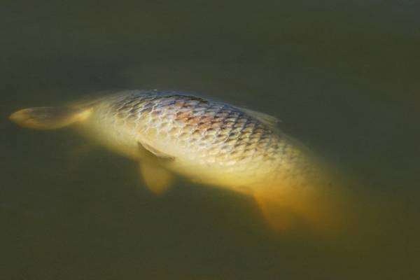 do carp die after spawning does spawning cause carp to die