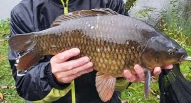what is an f1 carp